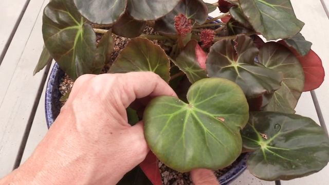 Propagating Begonia Erythrophylla 'Beefsteak'