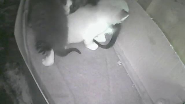 Кошки не могут поделить котят. смотреть онлайн