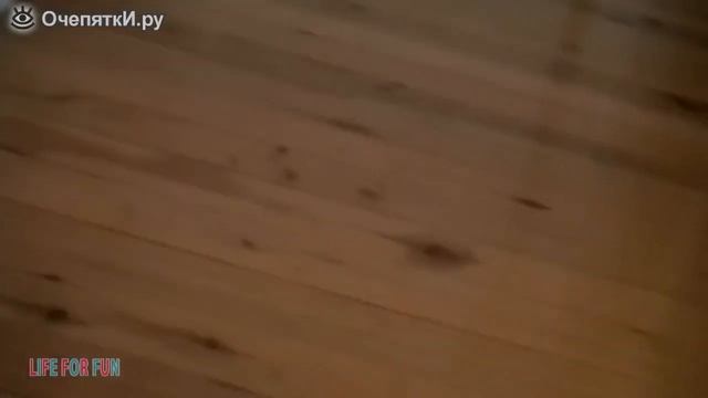 Забавные ошибки и ляпы животных смотреть онлайн