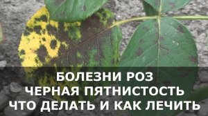 Болезни Роз, на Листьях Появились Пятна – что Делать и чем Лечить Розы