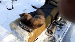 Результат!!! Постановка капкана на соболя в след или на  след