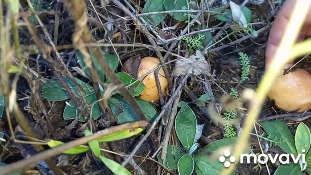 ‼️ПОШЛА ВОЛНА МАСЛЯТ В КУРСКОЙ ОБЛАСТИ???‼️ смотреть онлайн