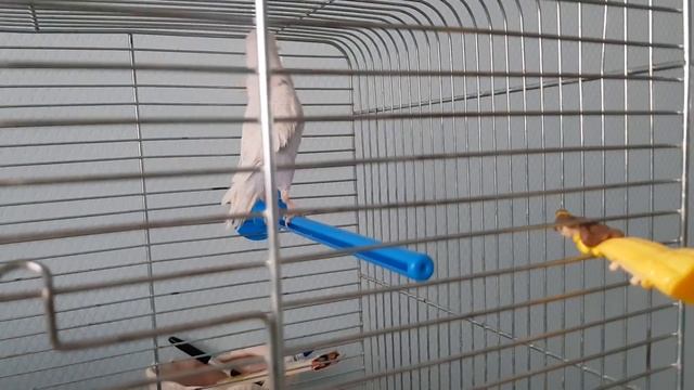 Попугайчик поет песню _Антошка_ и признается в любви любимой игрушке смотреть онлайн