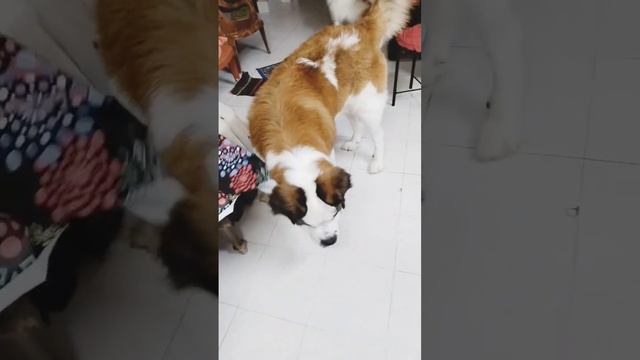 Simmba Play With Mosquito смотреть онлайн