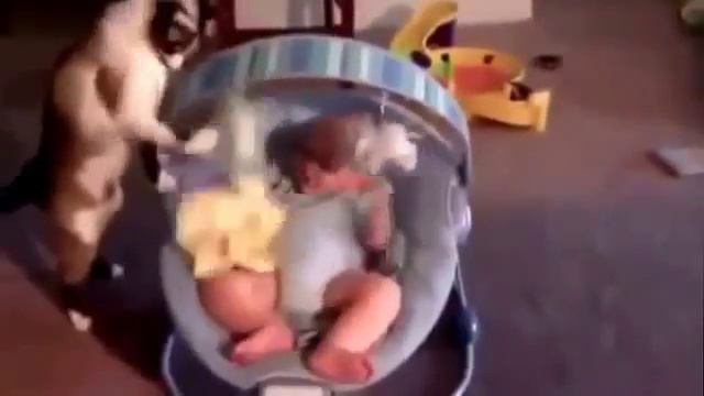 Видео Подборка Приколов с Животными 1 Кошки,Обезьяна,Коза Смешные Животные