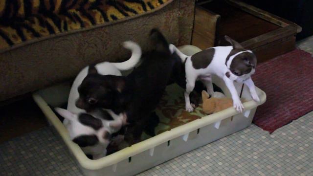 Шоколадные Чихуахуа из KAPELKA GRJOZ (КАПЕЛЬКА ГРЁЗ) смотреть онлайн