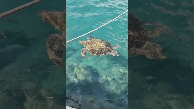 Морская черепаха ? #shorts #природа #животные. смотреть онлайн