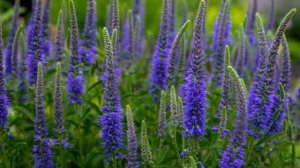 Сажаем ВЕРОНИКУ колосистую//покупки для сада