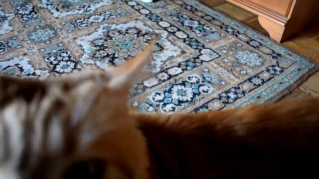 LPS: посылка от бро! смотреть онлайн