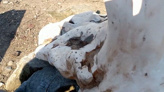 Кап Бука в разрезе смотреть онлайн