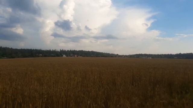 Колоски на поле Русском смотреть онлайн