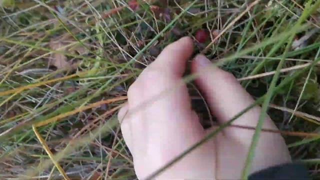 Поездка в лес за КЛЮКВОЙ на МТЗ-80 смотреть онлайн