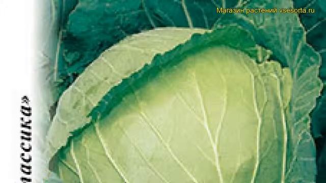 Капуста белокочанная Казачок F1. Краткий обзор, описание характеристик, где купить brássica oleráce смотреть онлайн