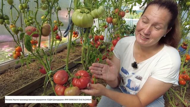 Помидоры детям и аллергикам. Зеленые и жёлтые сорта сахарных томатов для чувствительных людей. смотреть онлайн