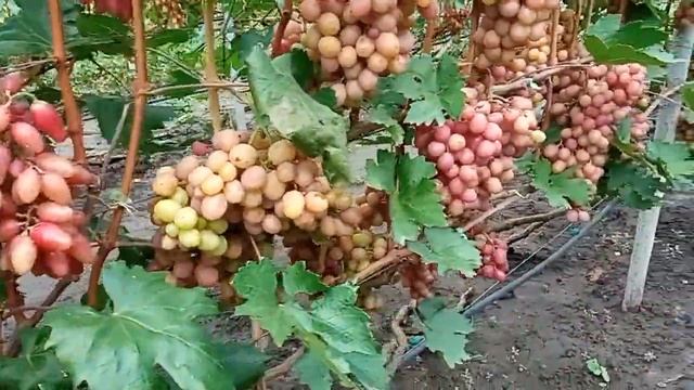 Гурман Ранний: по просьбе подписчиков смотреть онлайн