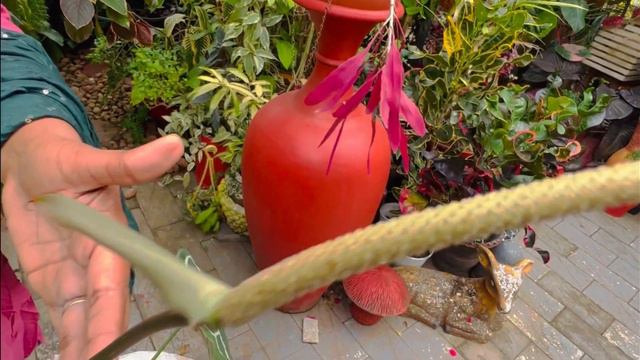 Anthurium pollination from inflorescence смотреть онлайн