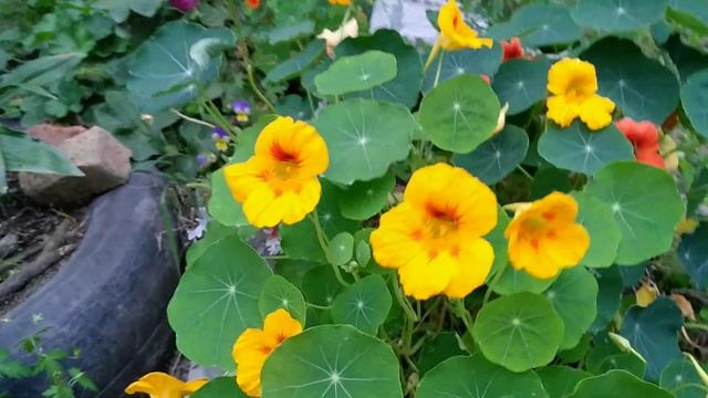 Осенние цветы на ZUK Z2 Pro 01.09.2020 ч. 5 смотреть онлайн