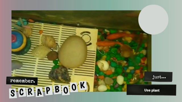Why gold fish die | How to save goldfish from dying | why goldfish die in Aquarium . смотреть онлайн