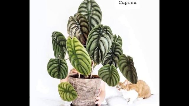 Varieties of Alocasia смотреть онлайн