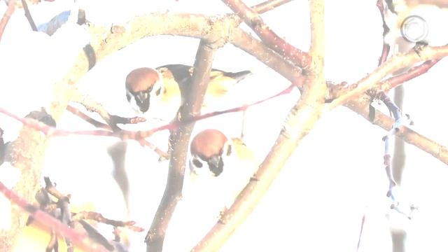 Кормушка для птиц своими руками. Рассказ про кормушку и птиц. смотреть онлайн