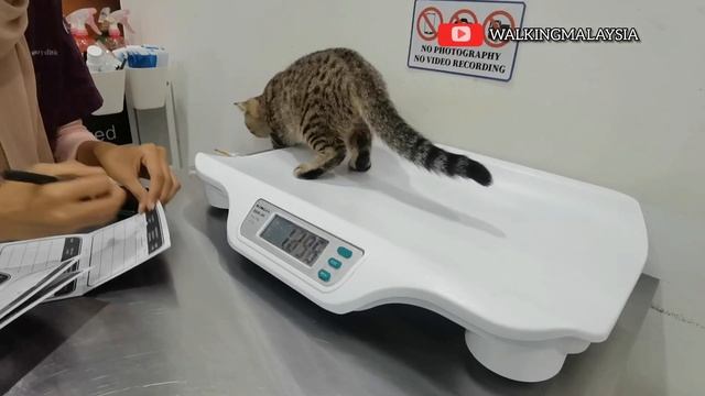 Veterinary Clinic In Malaysia | Vaccine my cat's смотреть онлайн