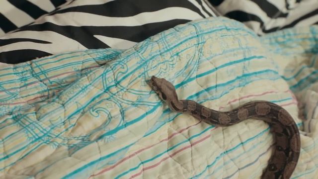 Илонли уй... Alhazar