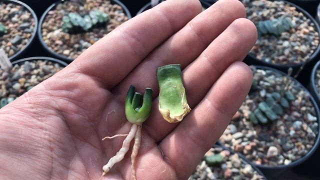 Размножение листом Haworthia truncata смотреть онлайн