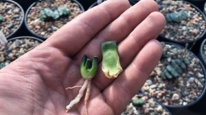 Размножение листом Haworthia truncata