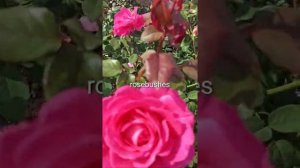 Камиль Писсарро, Веласкес, Чарминг Пиано. https://rose-bushes.ru/