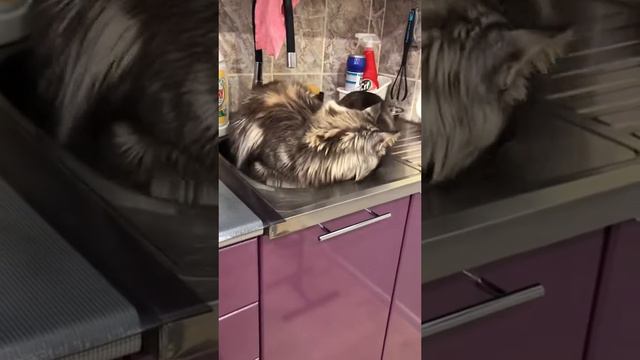 Хотите узнать минусы Мейн-кунов? смотреть онлайн