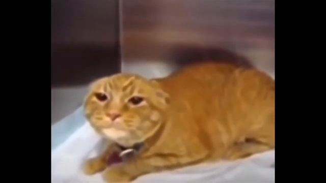 Кот Кричит Разные Звуки мем смотреть онлайн