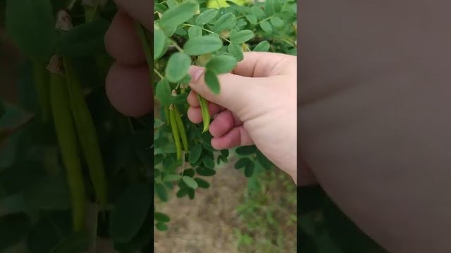 Его называли свистулькой... Как сделать свистульку. смотреть онлайн