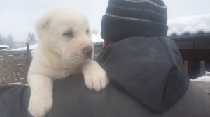 щенка алабая из питомника АЗ Марал 89278137957 ватсап