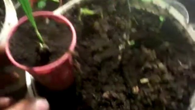финик из смян смотреть онлайн