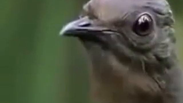 Говорящие павлины живут в Австралии! смотреть онлайн