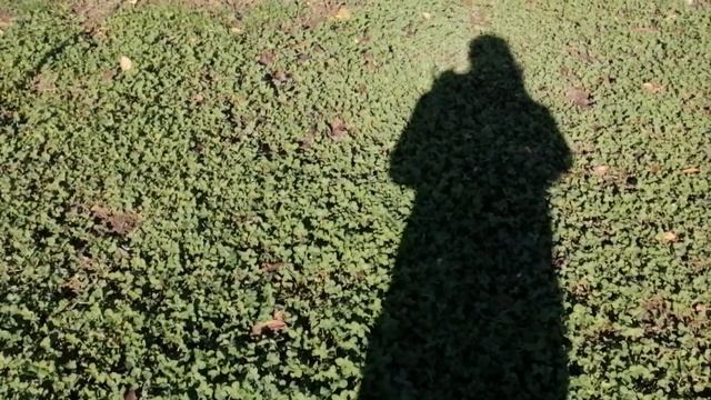 газон из клевера не поливали все лето! смотреть онлайн