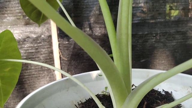 Alocasia Golden Bone / Frydex Bullata Si Tulang Emas Review