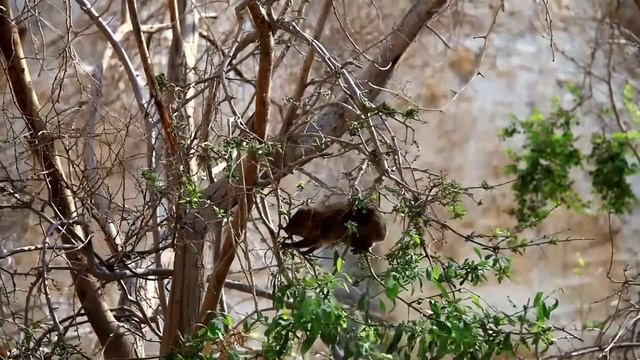 Даманы в парке Эйн Геди смотреть онлайн