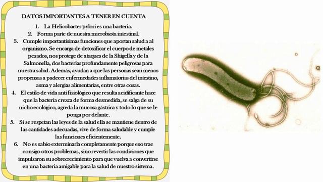 El ajo mata a la Helicobacter pylori por Nely Helena Acosta Carrillo смотреть онлайн