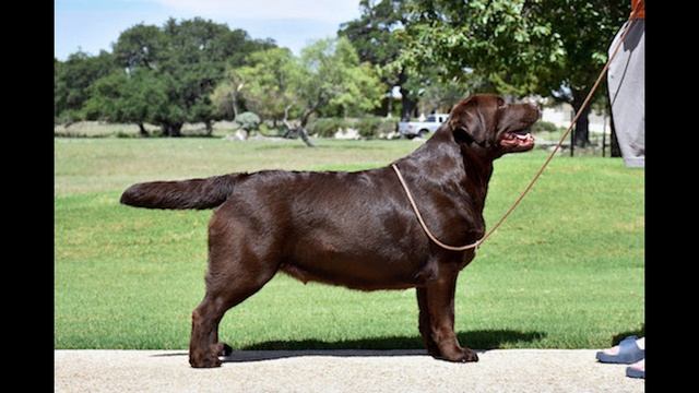 Шоколадные лабрадоры. Плюсы и минусы смотреть онлайн