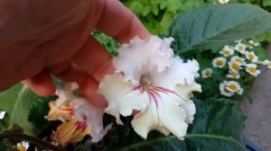 Стрептокарпус Майя (Maja), Джина (Gina), 7252.