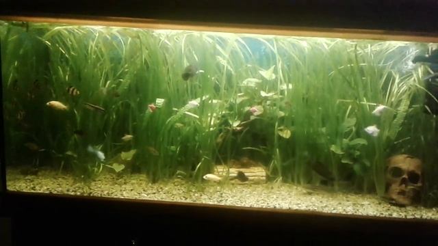 Травник 300л, с непнихотливыми растениями/ вспышка водорослей. Какие растения в моем аквариуме) смотреть онлайн
