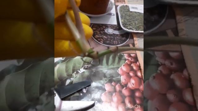 #пеперомия #пепесадка #цветочныймикс Пересаживаю пеперомию.Мои новости.