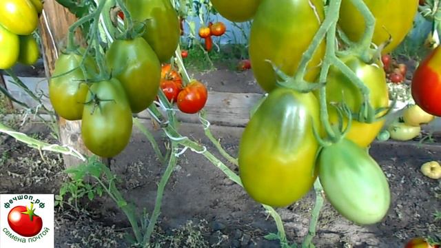 Купить урожайные сорта помидоров смотреть онлайн