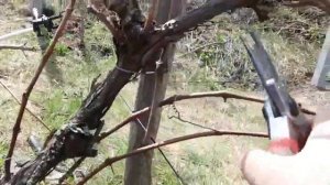 Формировка старого куста винограда/ Обрезка винограда весной