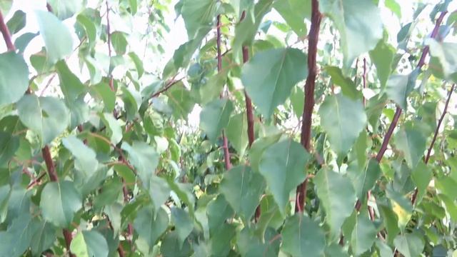 Поздний сорт абрикоса с превосходными характеристиками ФАРБЕЛИ / Обзор на 15.08. и 01.09.2022гг смотреть онлайн