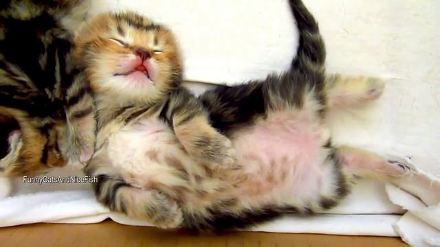 Котята Дергают Лапками Во Сне Милое Видео смотреть онлайн