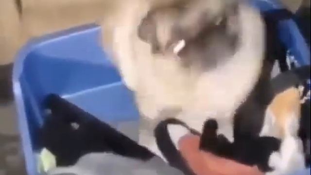 Мой танец когда я пришёл домой со школы смотреть онлайн