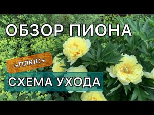 Лучший ЖЁЛТЫЙ ПИОН. ИТО-гибрид Бартзелла  Обзор сорта. Дневник садовода
