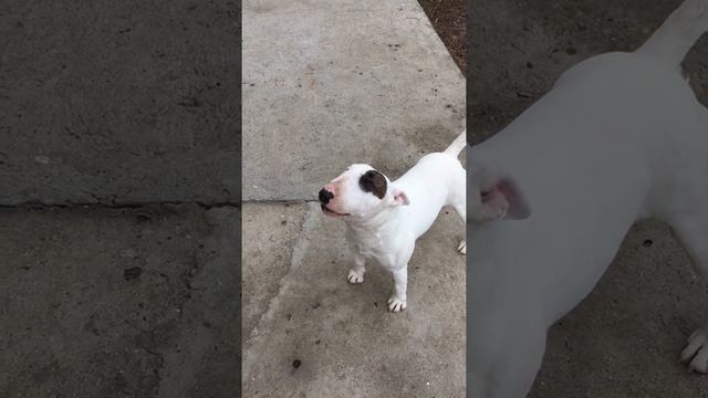 МИНИ БУЛЬТЕРЬЕР ЛАЕТ, КАК РАЗГОВАРИВАЕТ БУЛЬТЕРЬЕР /TALKING MINI BULLTERRIER